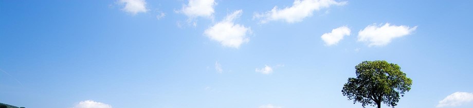 Tree on a hill under a blue sky